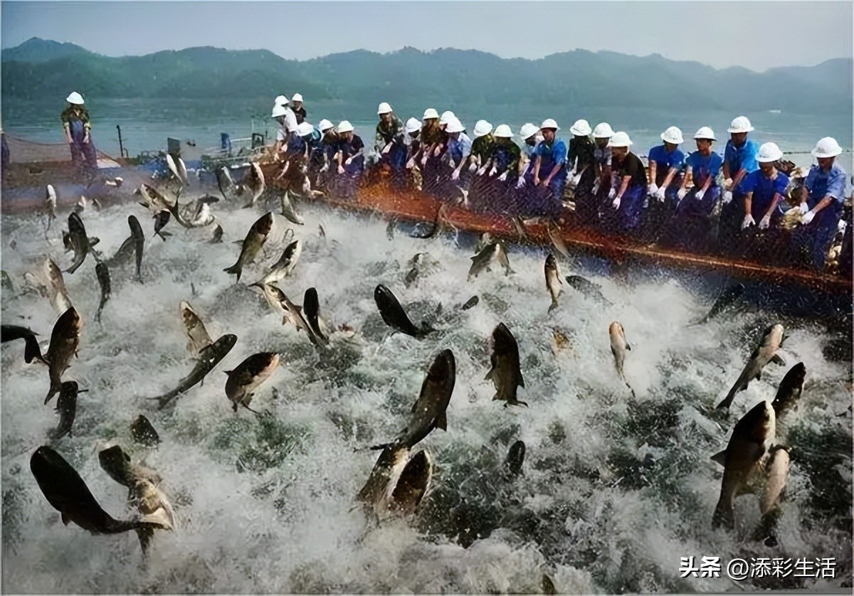海洋渔业资源分布_渔场形成原因与条件_中国四大渔场排名