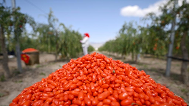 醉酒驾驶怎么处罚可以判缓刑吗_醉驾不起诉免刑标准_醉驾处罚新规解读