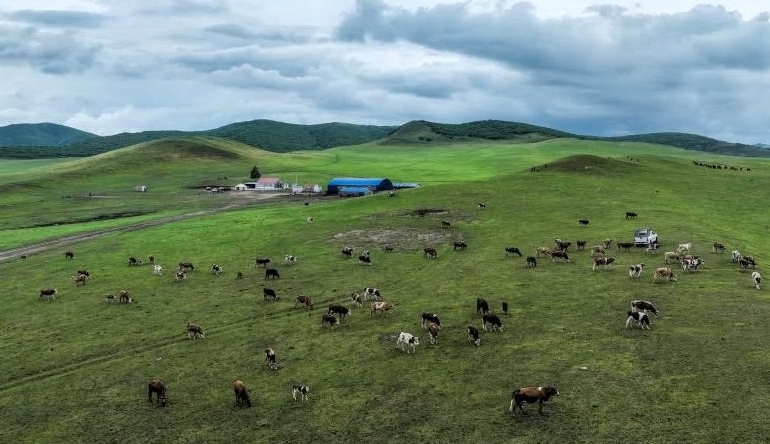 醉驾处罚新规解读_醉驾不起诉免刑标准_醉酒驾驶怎么处罚可以判缓刑吗