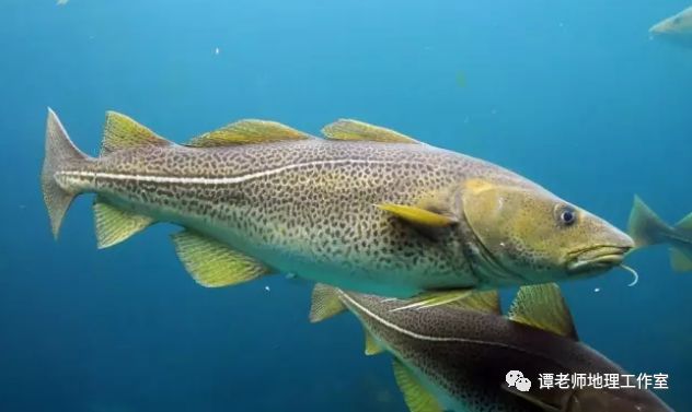 高考地理专题设计_世界四大渔场分布_大型渔场形成原因