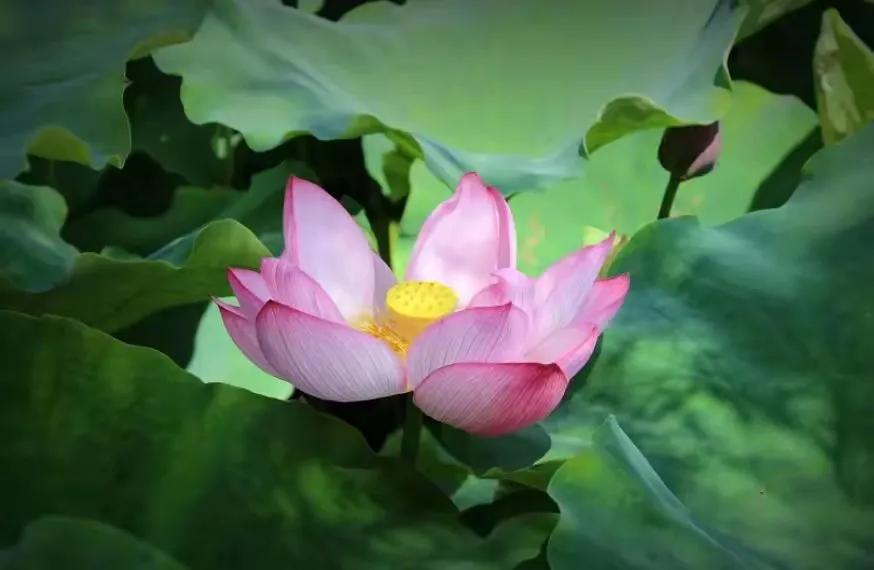 中年养生之道_中年生活感悟_为什么给比拿愉快