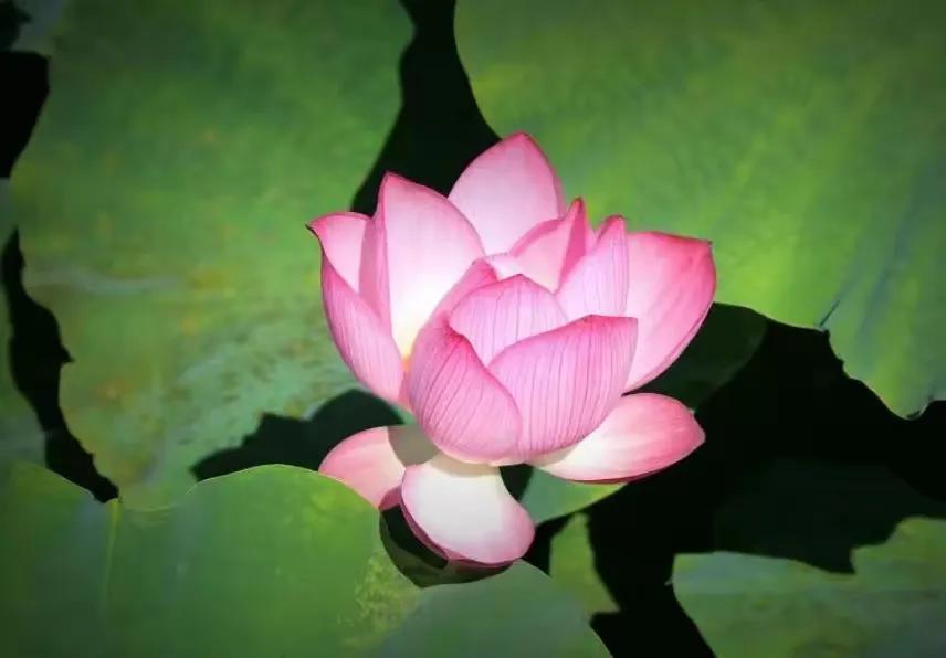 中年生活感悟_中年养生之道_为什么给比拿愉快