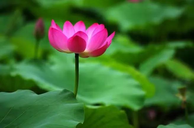 中年生活感悟_为什么给比拿愉快_中年养生之道