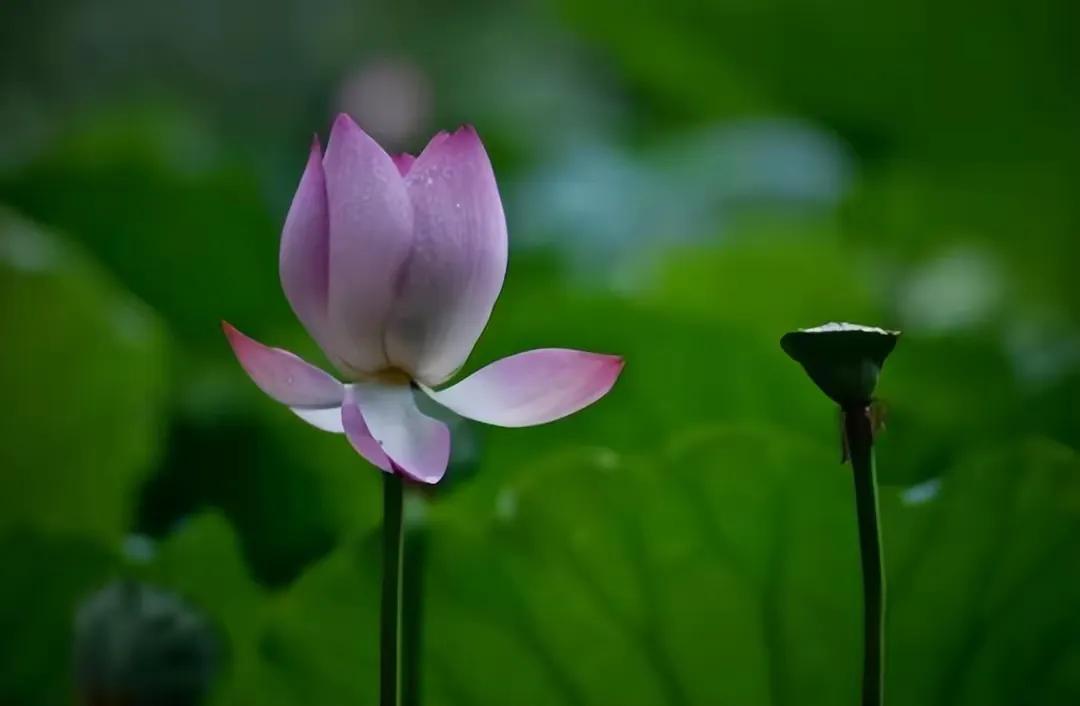 中年生活感悟_中年养生之道_为什么给比拿愉快