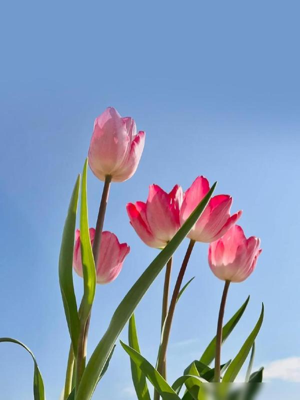 2023年春季流行鞋子_春季单鞋女鞋_法式风格芭蕾舞鞋搭配