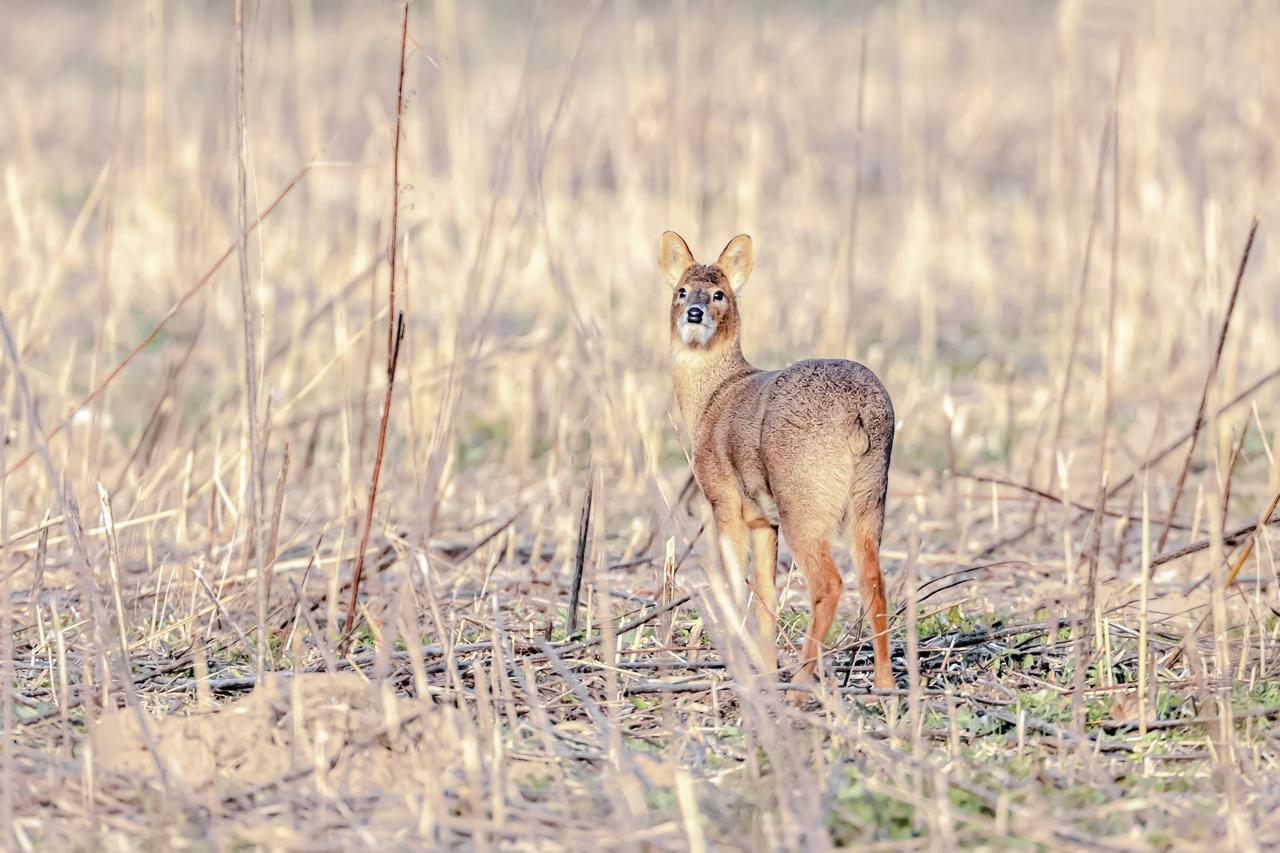 南京湿地公园_南京长江新济洲国家湿地公园_长江洲滩型湿地公园