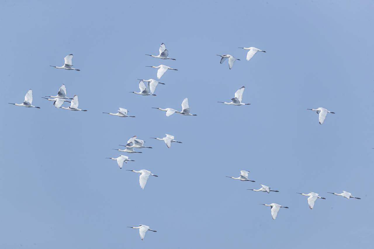 南京长江新济洲国家湿地公园_南京湿地公园_长江洲滩型湿地公园