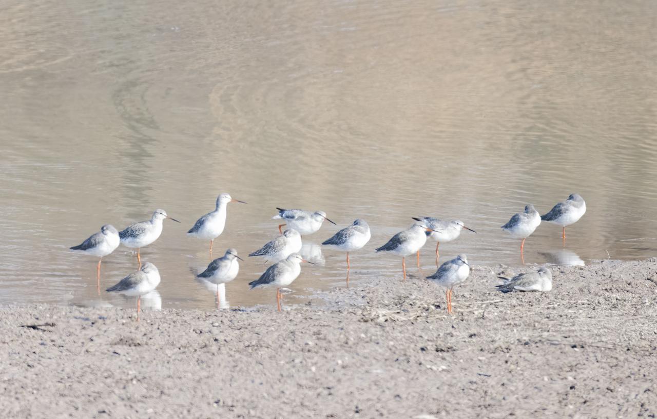 南京湿地公园_长江洲滩型湿地公园_南京长江新济洲国家湿地公园