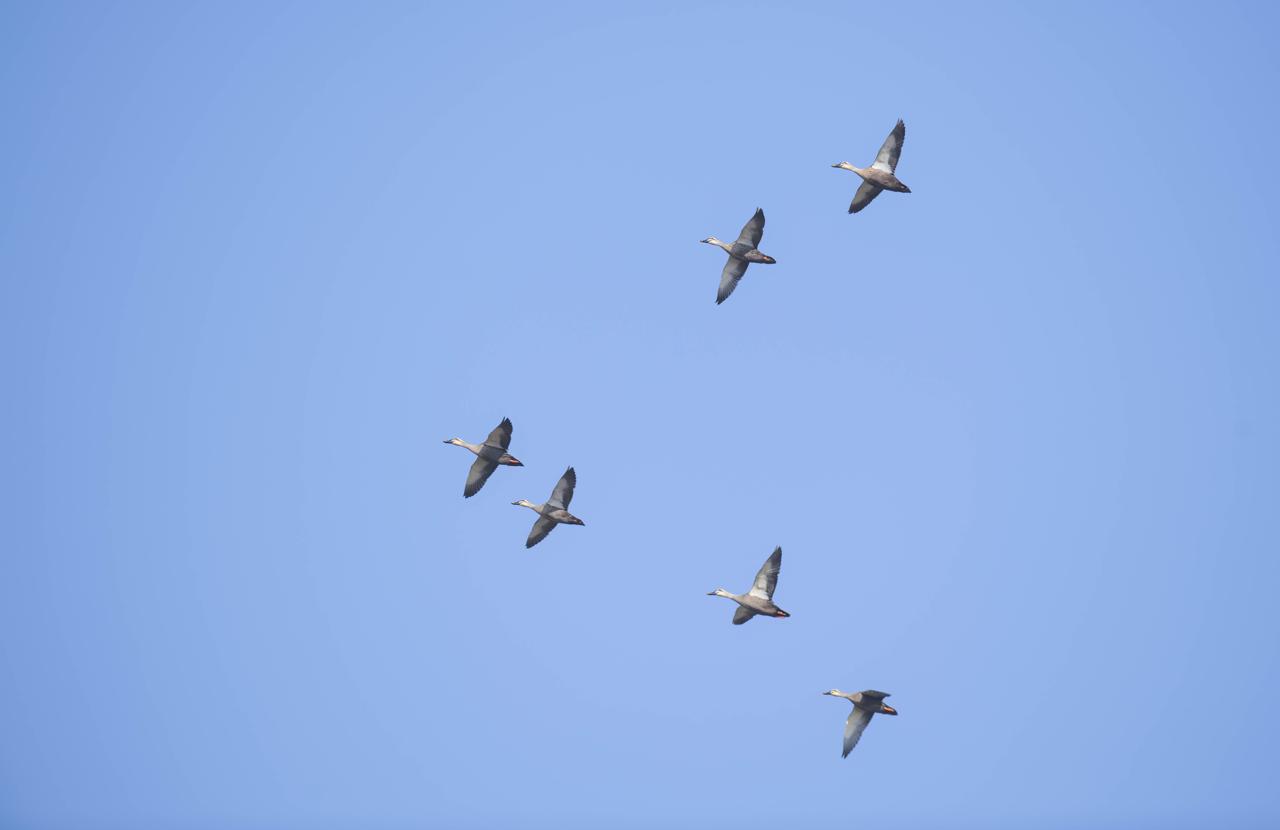 南京湿地公园_南京长江新济洲国家湿地公园_长江洲滩型湿地公园