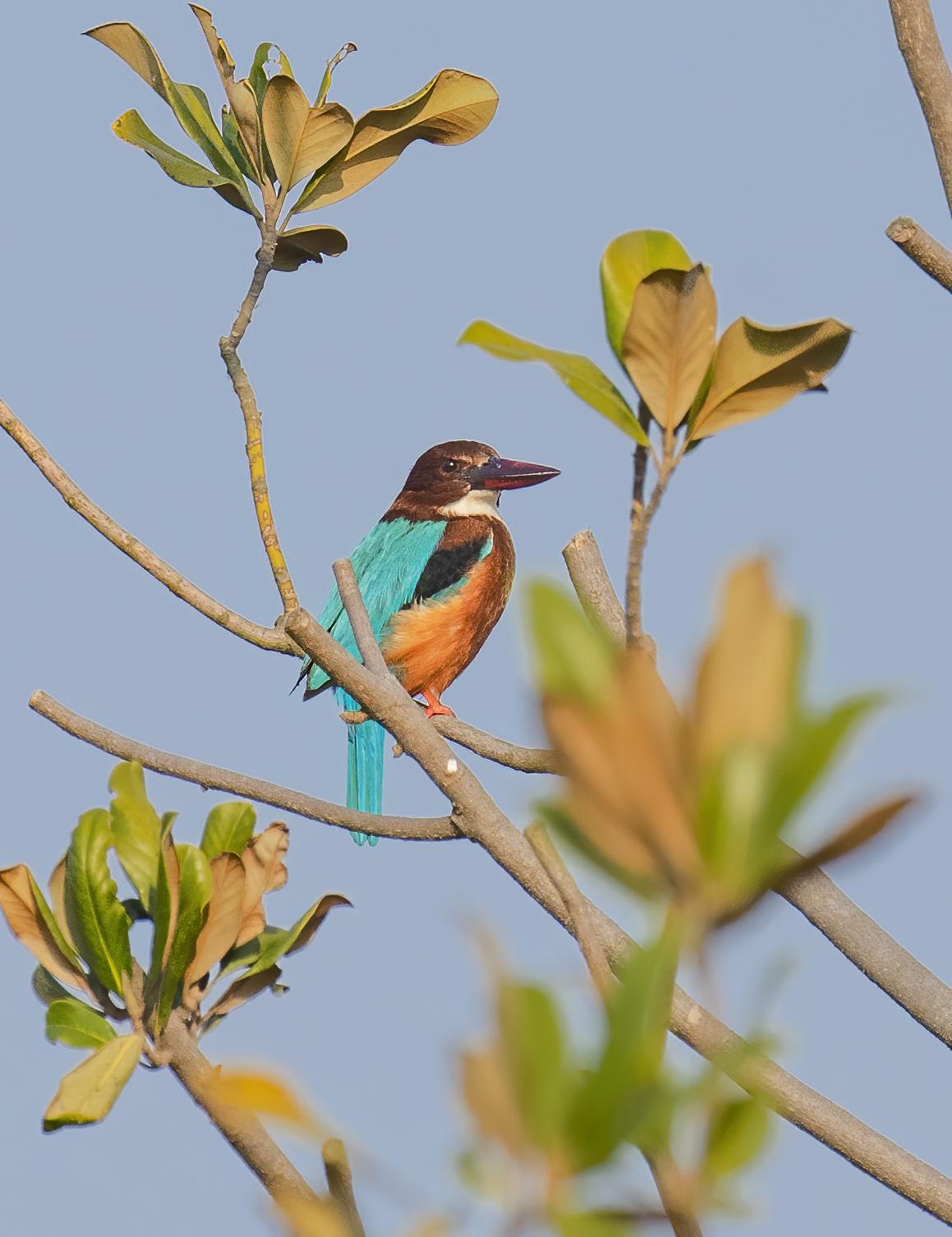 南京湿地公园_南京长江新济洲国家湿地公园_长江洲滩型湿地公园