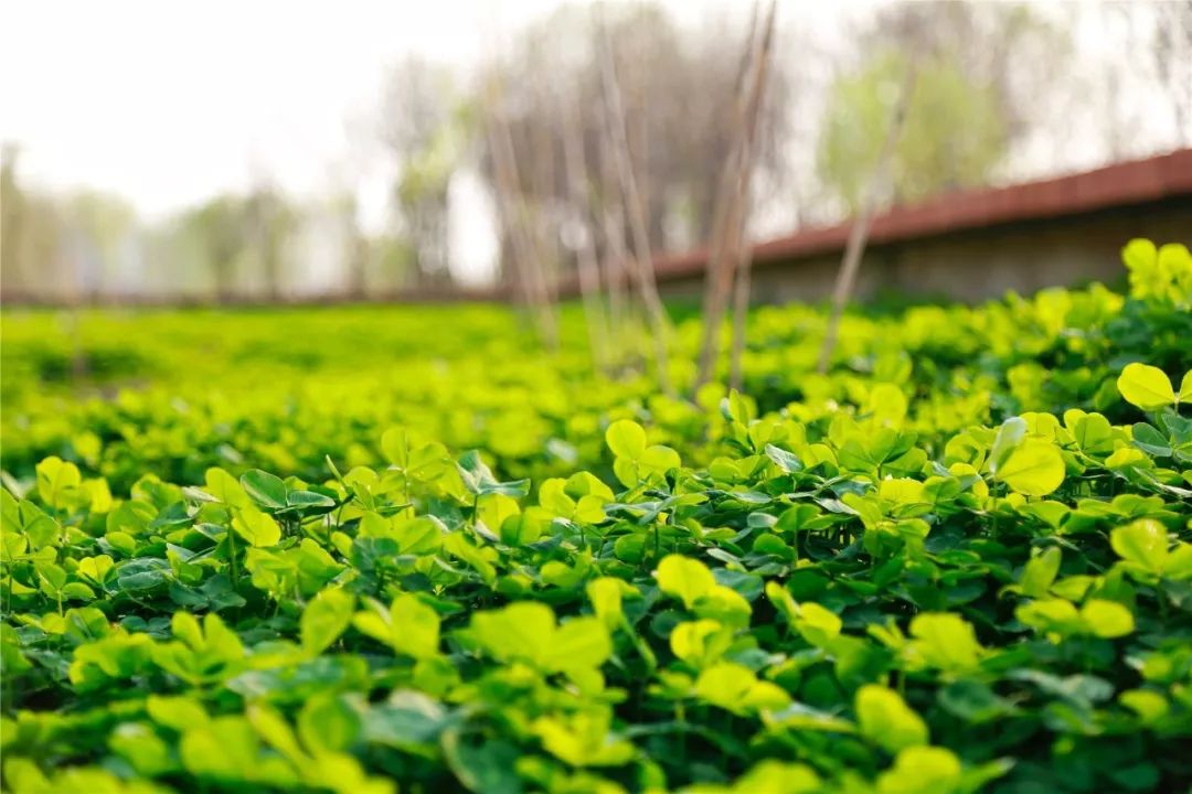 南京黄天荡湿地公园_南京湿地公园_黄天荡大捷历史地