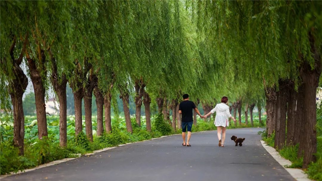 南京黄天荡湿地公园_南京湿地公园_黄天荡大捷历史地