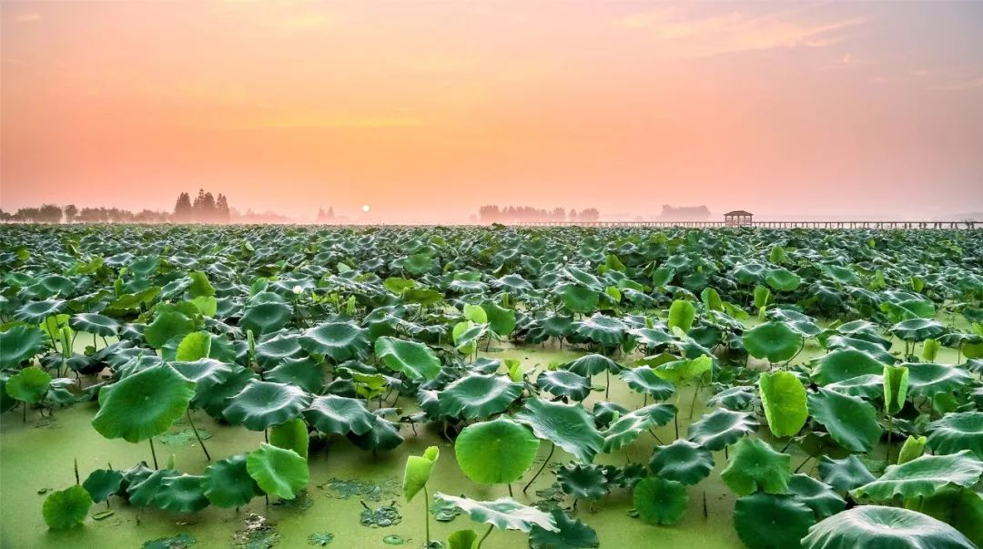 黄天荡大捷历史地_南京黄天荡湿地公园_南京湿地公园