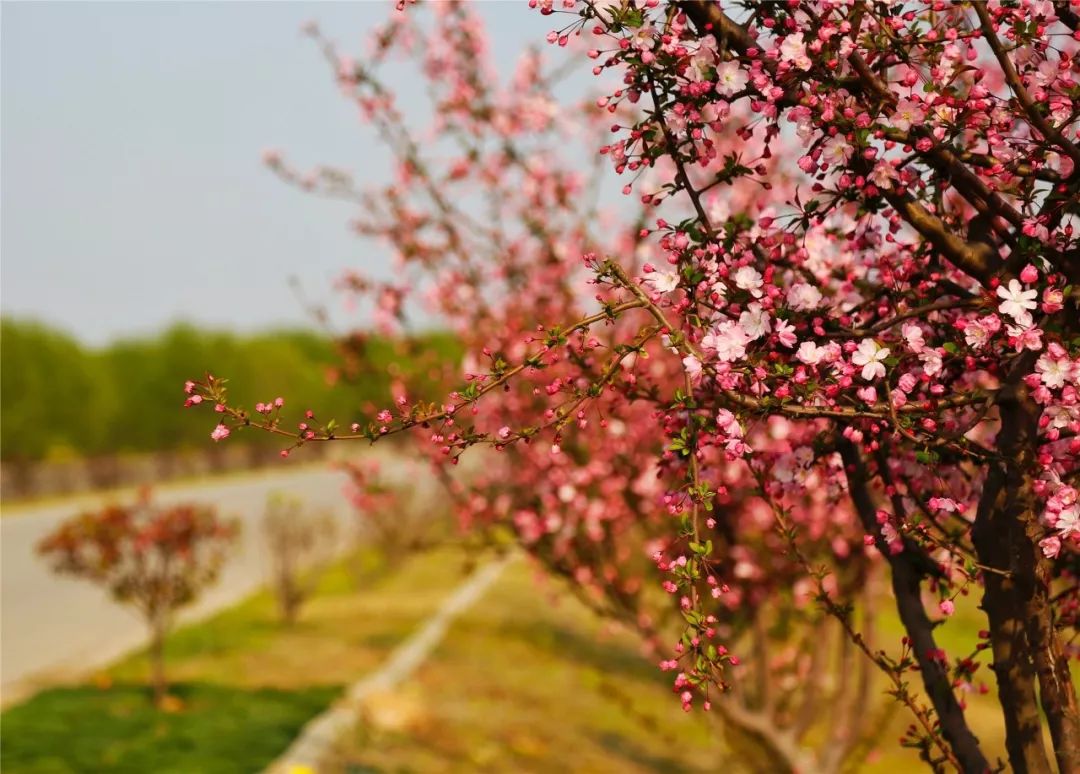 南京湿地公园_黄天荡大捷历史地_南京黄天荡湿地公园