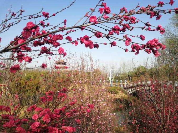 郑州文化旅游恢复开放时间_郑州景区博物馆开放情况_河南省图书馆 地址