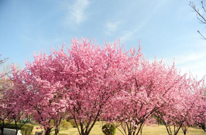 河南省图书馆 地址_郑州文化旅游恢复开放时间_郑州景区博物馆开放情况