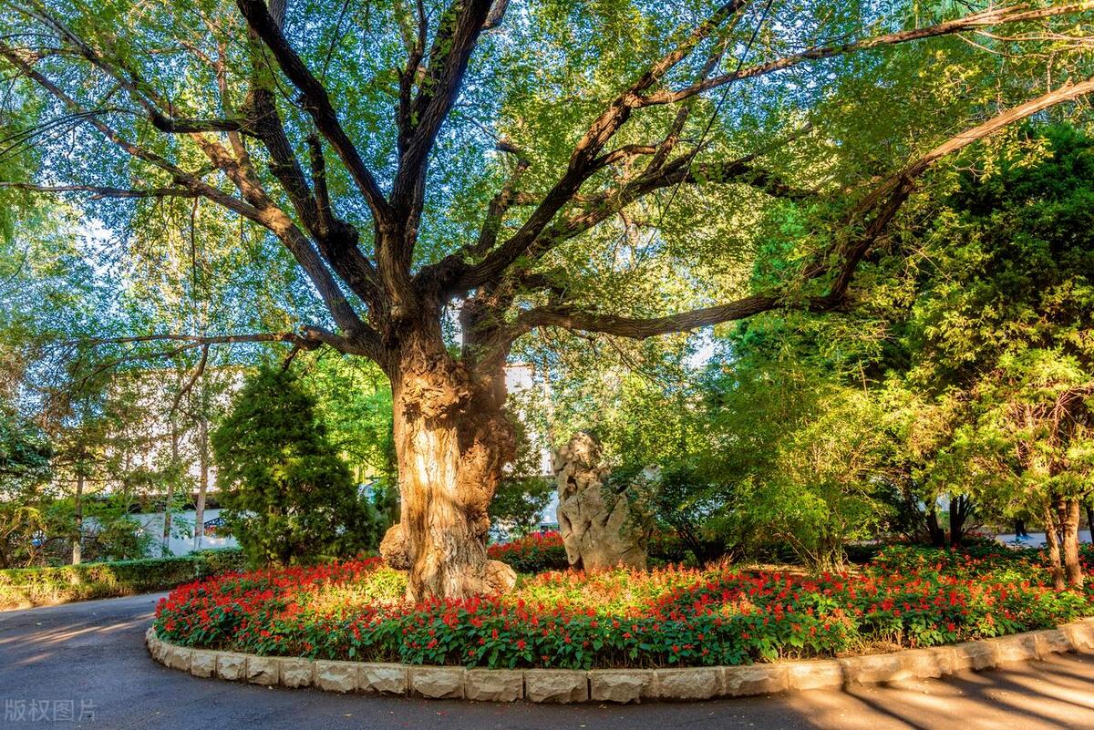 鲁迅的写作特点_鲁迅小说艺术特色_鲁迅小说人物塑造手法