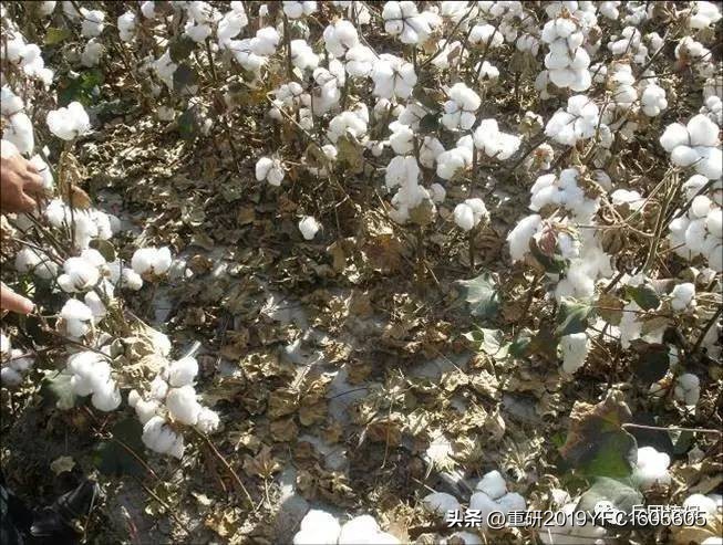 植物生长调节剂作用效果_常见植物生长调节剂特点_植物生长调节剂使用方法