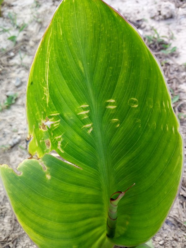 oppor7设置_OPPO R7 评测_OPPO R7 Plus 十年诚品