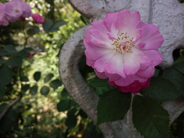 OPPO R7 Plus 十年诚品_OPPO R7 评测_oppor7设置