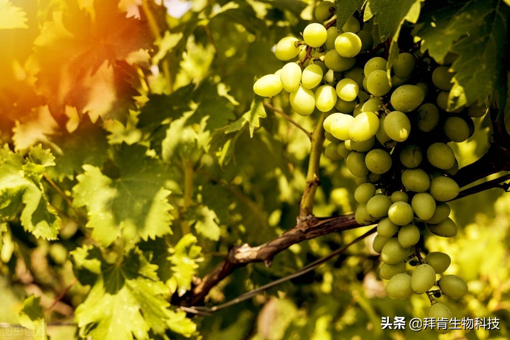 葡萄种植技术_葡萄 乙烯利_葡萄肥水管理
