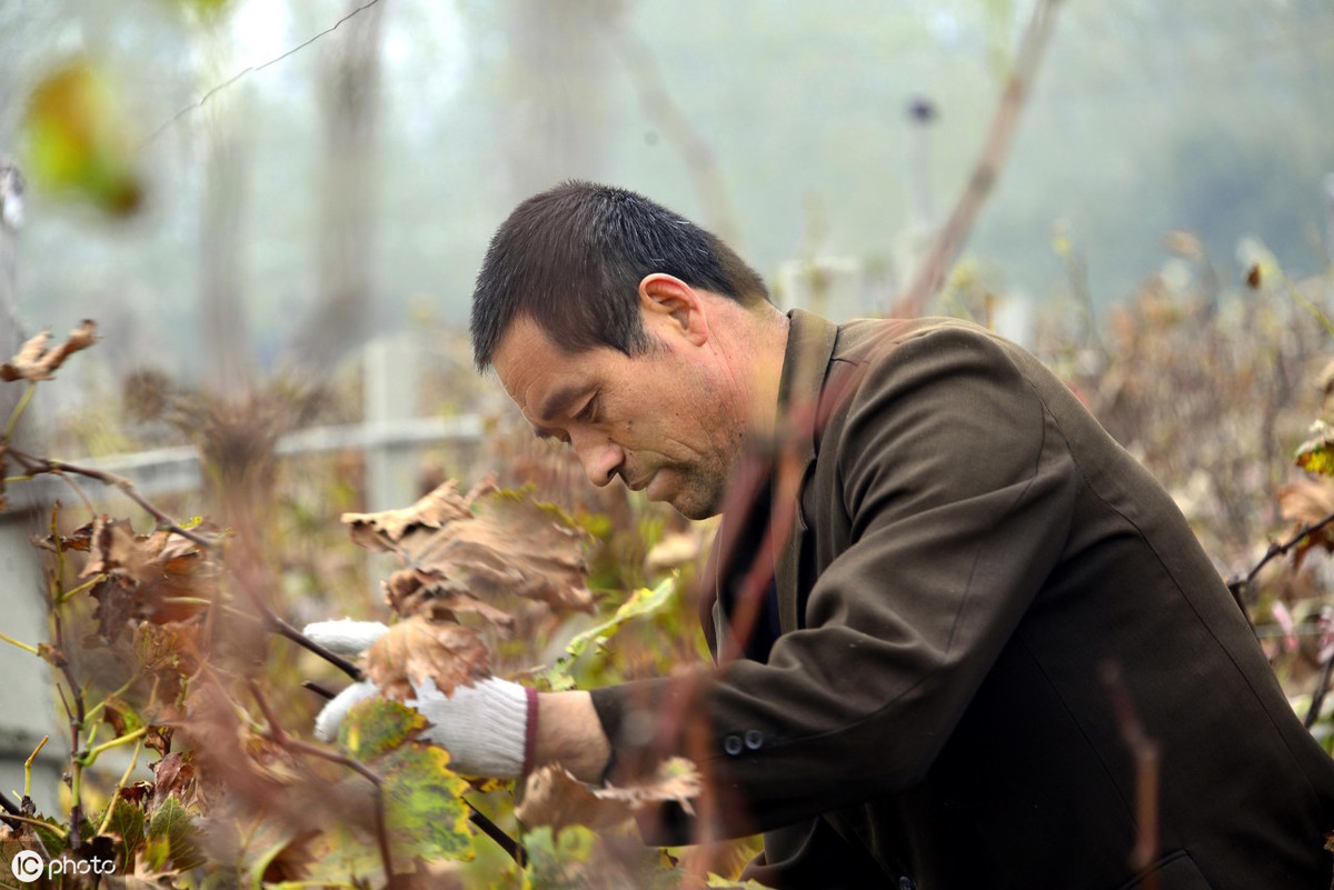 刺激叶片回流_葡萄冬剪时间_葡萄 乙烯利