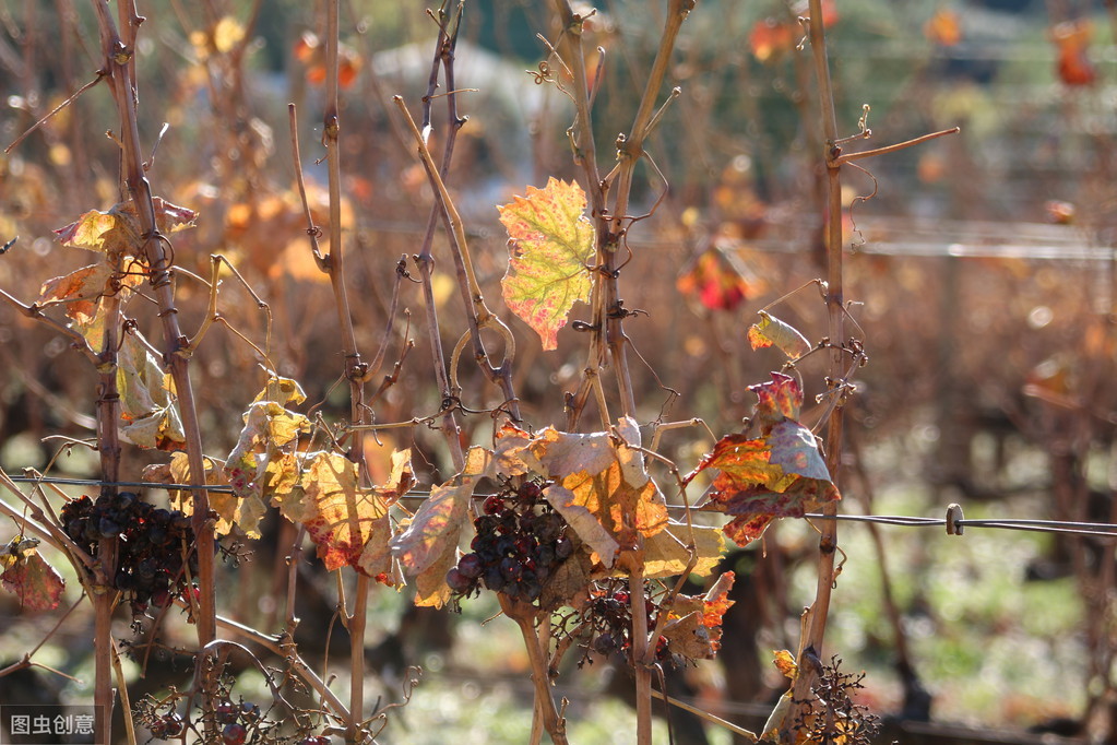葡萄 乙烯利_葡萄冬剪时间_刺激叶片回流