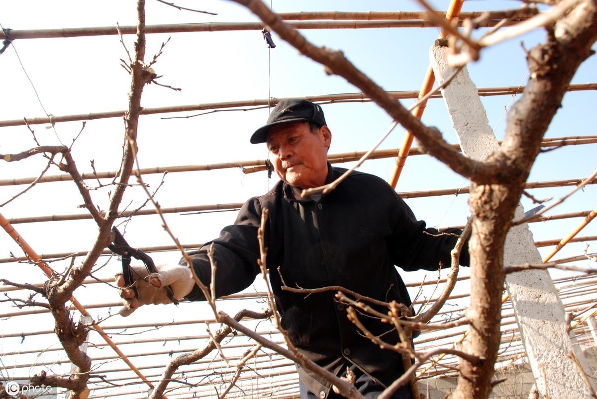 葡萄冬剪时间_葡萄 乙烯利_刺激叶片回流